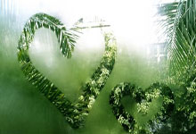 世界杯外围APP -两棵精(jīng)品苗木的“身价”官司